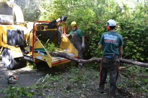 tree services Truckee